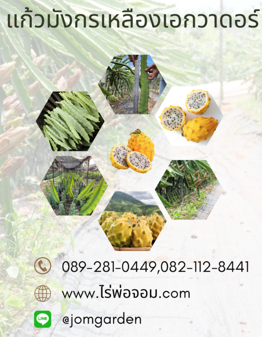 กิ่งพันธุ์แก้วมังกรเหลืองเอกวาดอร์ สายพันธุ์แท้ 100% จากเมือง Palora ประเทศเอกวาดอร์ ( Ecuador Yellow Pitaya )
