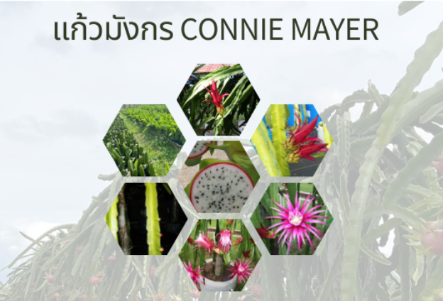 กิ่งพันธุ์แก้วมังกร Connie mayer ( Connie mayer dragon fruit )