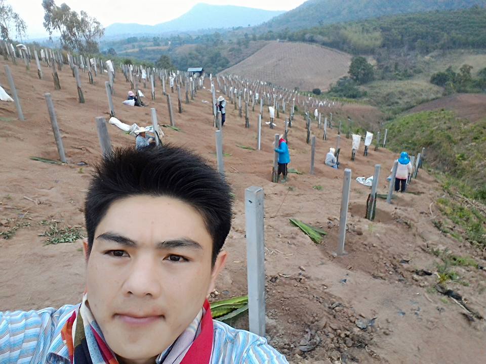 สวนแก้วมังกร ไร่พ่อจอม กิ่งพันธุ์แก้วมังกร สวนแก้วมังกร ไร่พ่อจอม
